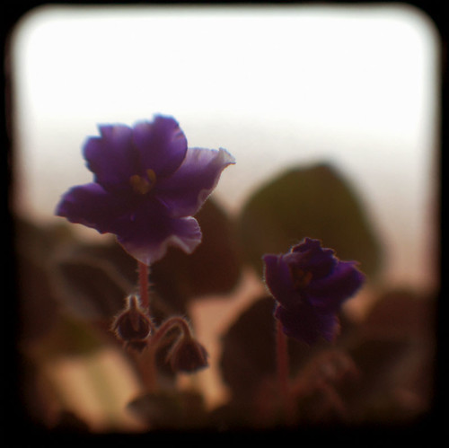 antique violet