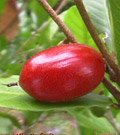 Miracle Fruit Plant