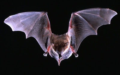 purple bat