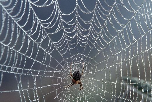 A Spiders Web