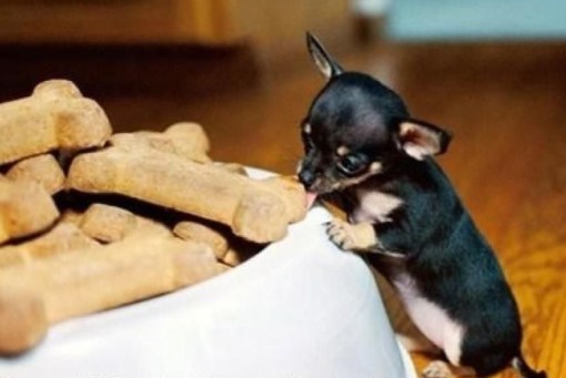 Top 10 Dogs With Too Many Treats