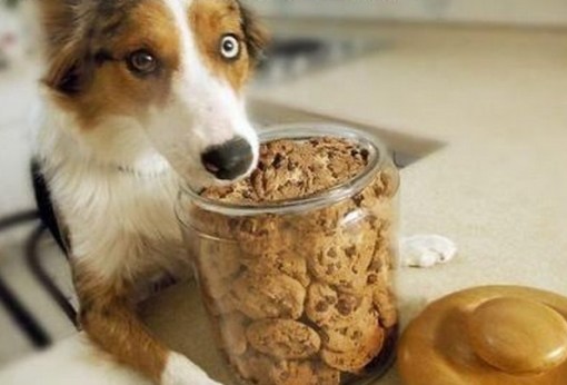 Top 10 Dogs With Too Many Treats