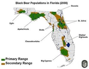 florida bear distribution