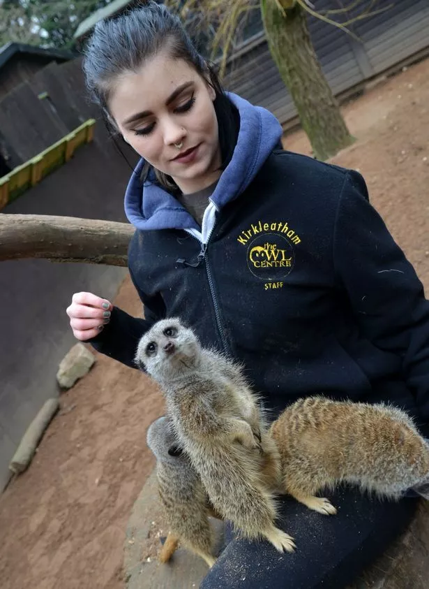 Meerkat brothers Meet Hughie, Dewey and Louie with Alex Waller, 21, a volunteer at the centre