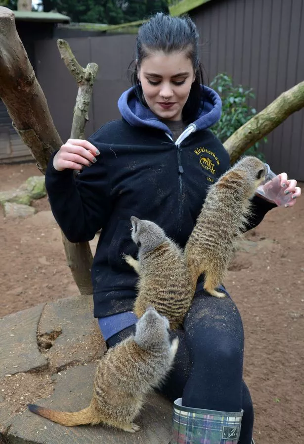 Meerkat brothers Meet Hughie, Dewey and Louie with Alex Waller, 21, a volunteer at the centre