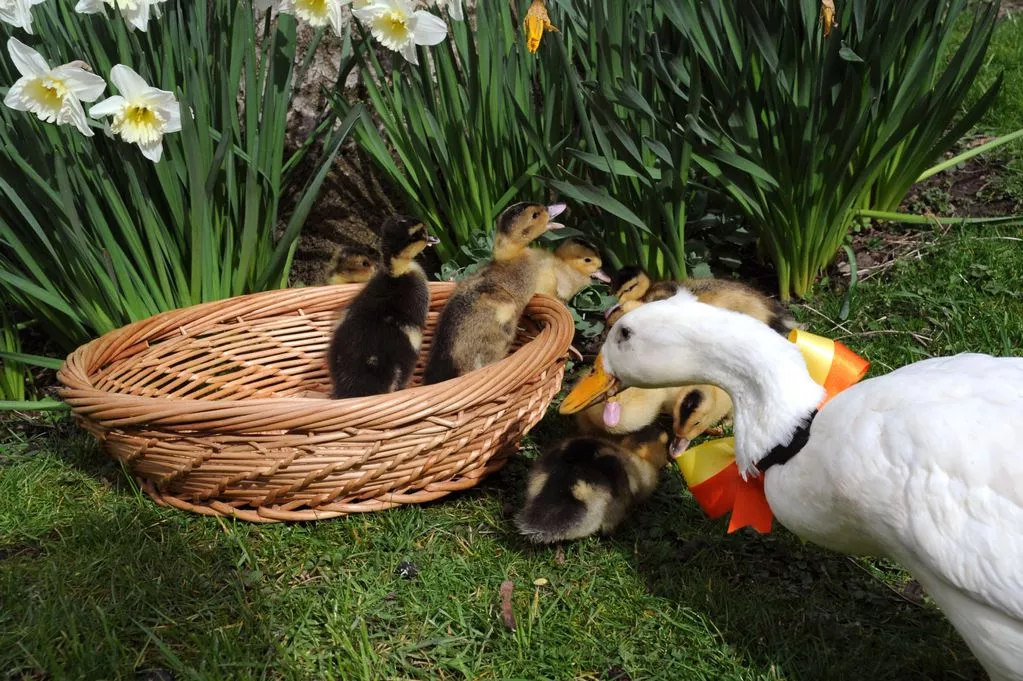 Easter orphans at the Kirkleatham Owl centre, Sami Heppell of Marske with the ducklings and volunteer mum 'Chop Suey