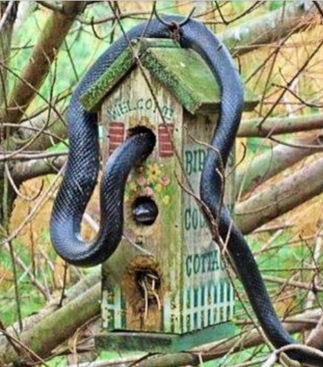 Top 10 Unusual Animals Inside Bird Houses