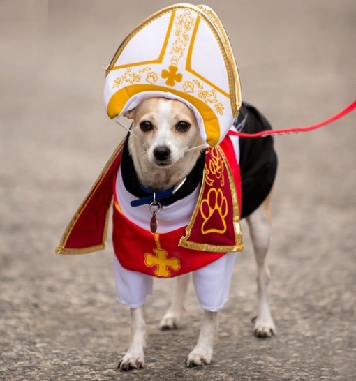 Top 10 Crazy Catholic Pope Dogs