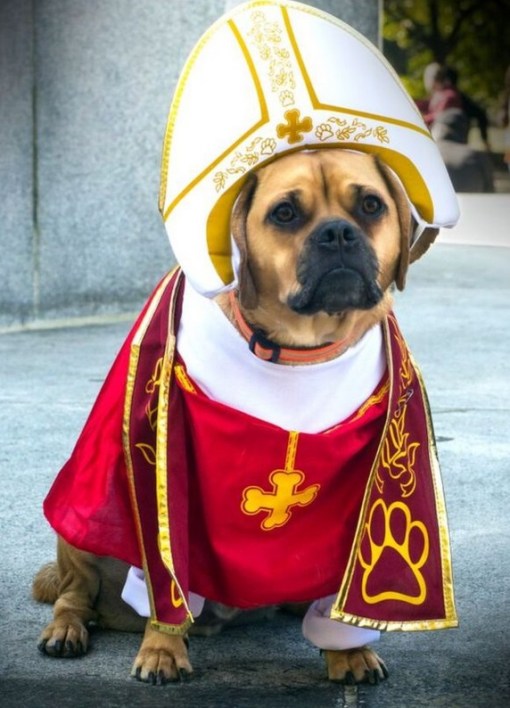 Top 10 Crazy Catholic Pope Dogs