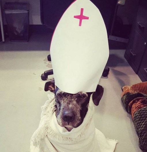 Top 10 Crazy Catholic Pope Dogs