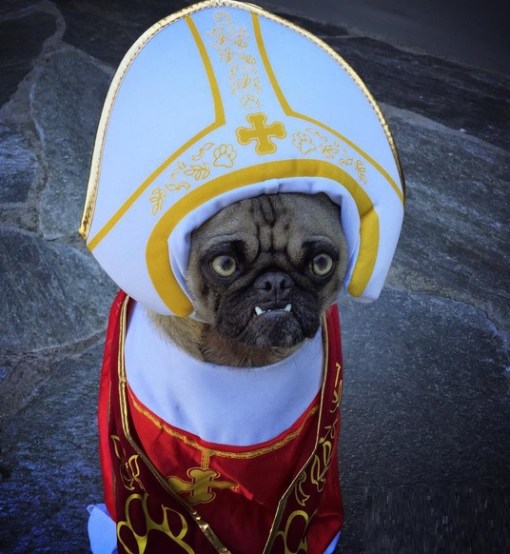 Top 10 Crazy Catholic Pope Dogs