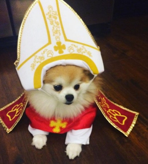 Top 10 Crazy Catholic Pope Dogs