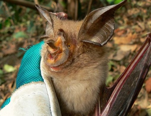 Top 10 Rare And Unusual Species of Bats