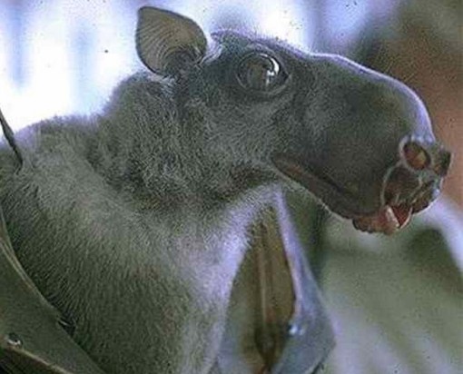 Top 10 Rare And Unusual Species of Bats