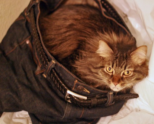 Top 10 Tight Fitting Animals Wearing Jeans