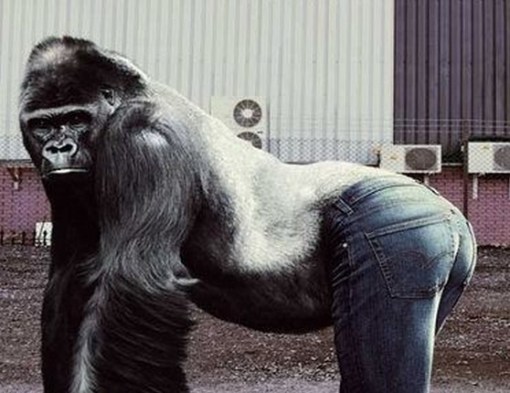 Top 10 Tight Fitting Animals Wearing Jeans