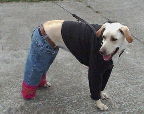 Top 10 Tight Fitting Animals Wearing Jeans