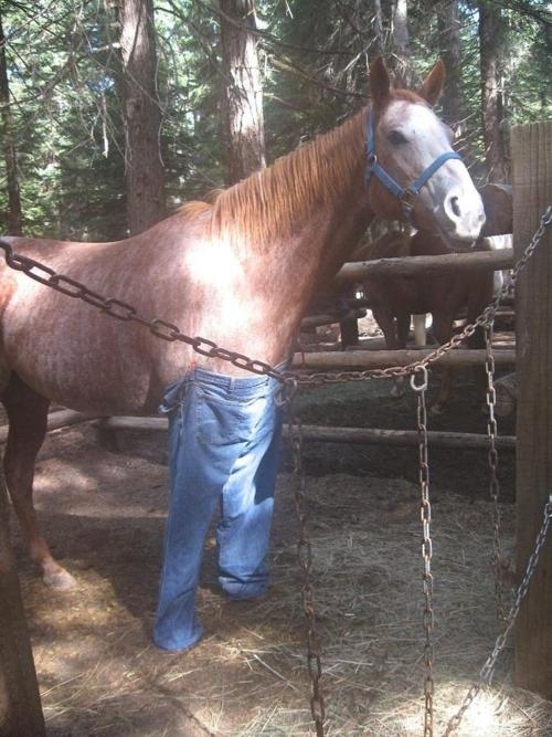 Top 10 Tight Fitting Animals Wearing Jeans