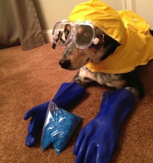 Top 10 Animals in Breaking Bad Costumes