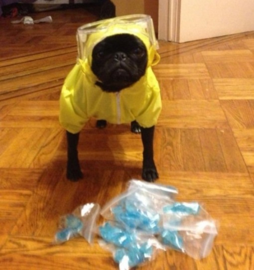 Top 10 Animals in Breaking Bad Costumes