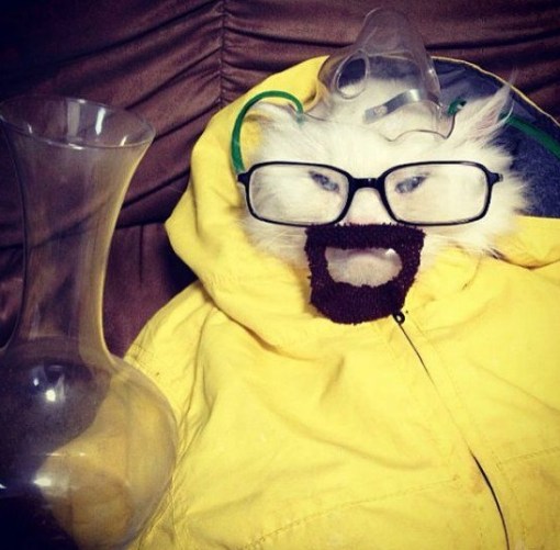 Top 10 Animals in Breaking Bad Costumes