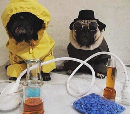 Top 10 Animals in Breaking Bad Costumes