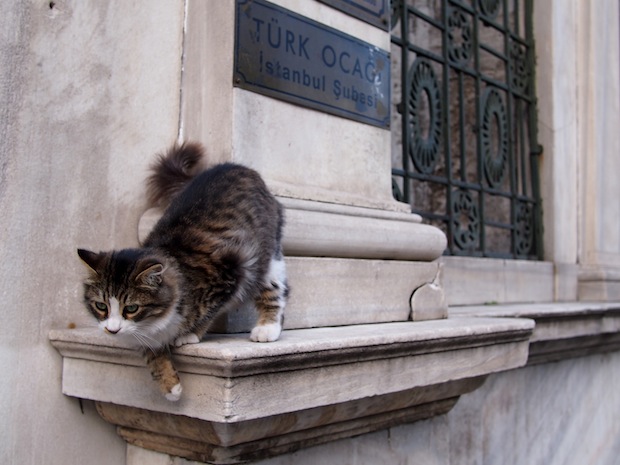 Cats in Istanbul: near the Grand Bazaar