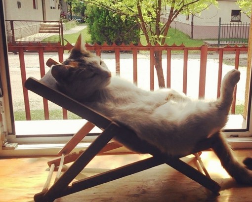 Top 10 Summer Cats Relaxing In Deckchairs