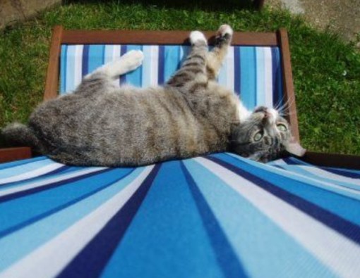 Top 10 Summer Cats Relaxing In Deckchairs