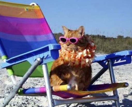 Top 10 Summer Cats Relaxing In Deckchairs