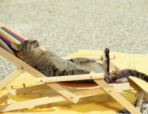 Top 10 Summer Cats Relaxing In Deckchairs