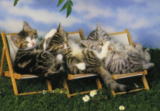 Top 10 Summer Cats Relaxing In Deckchairs