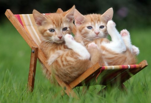 Top 10 Summer Cats Relaxing In Deckchairs