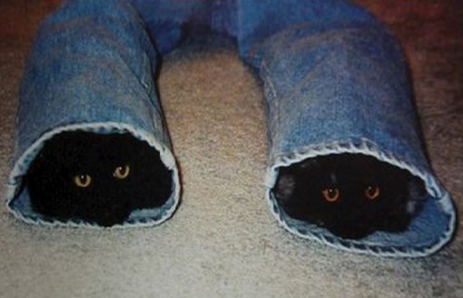 Top 10 Fashionable Cats Wearing Denim