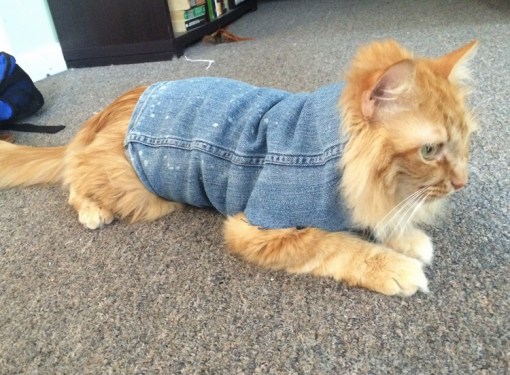 Top 10 Fashionable Cats Wearing Denim