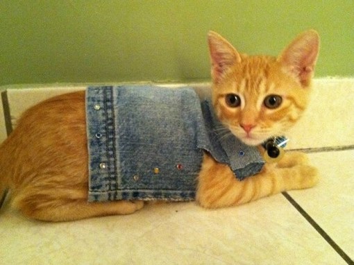 Top 10 Fashionable Cats Wearing Denim