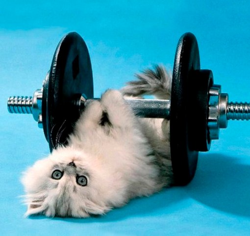 Top 10 Super Fit Weightlifting Animals