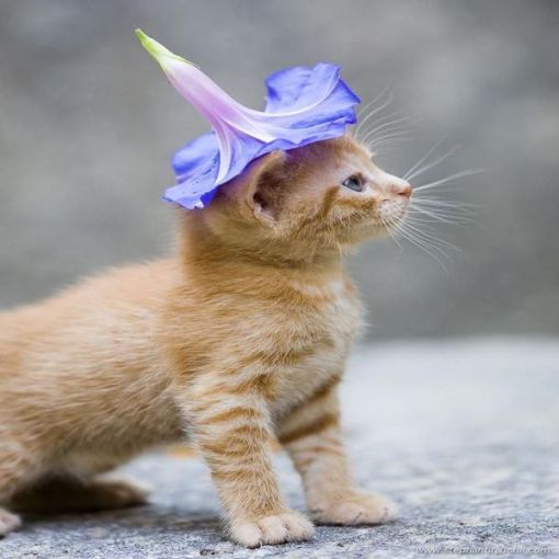 Top 10 Scary Cats in Witches Hats