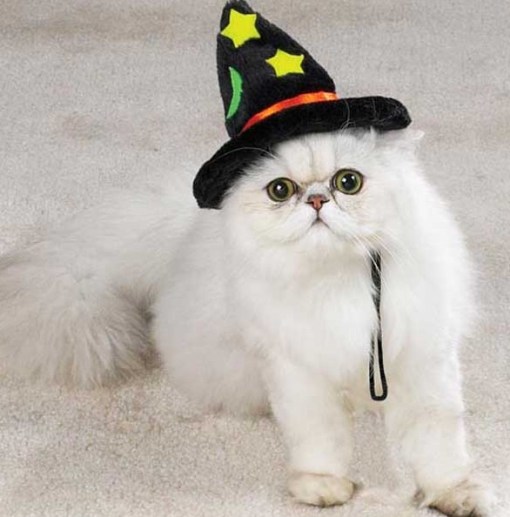 Top 10 Scary Cats in Witches Hats