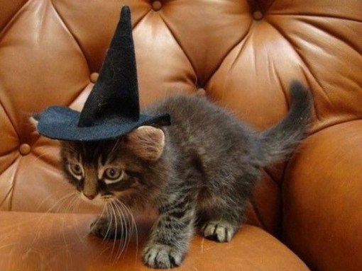 Top 10 Scary Cats in Witches Hats