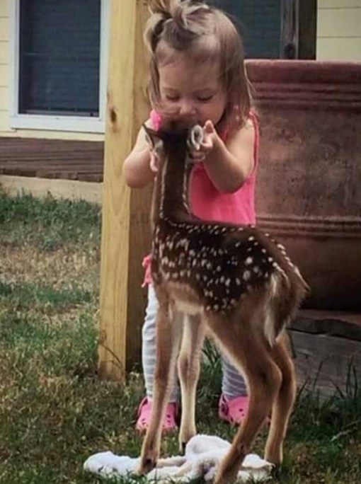 Top 10 Pictures Of Babies Kissing Animals