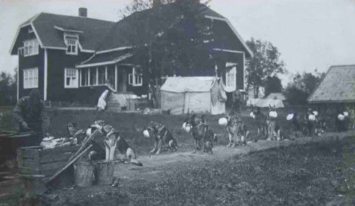 Top 10 Very Patient Dogs Waiting In Lines And Queues