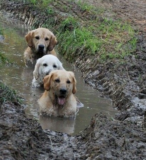 Top 10 Very Patient Dogs Waiting In Lines And Queues