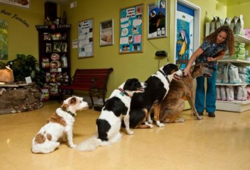 Top 10 Very Patient Dogs Waiting In Lines And Queues