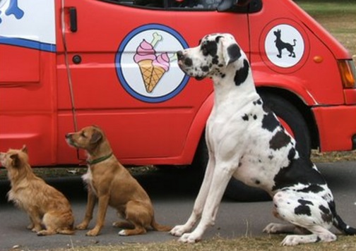 Top 10 Very Patient Dogs Waiting In Lines And Queues