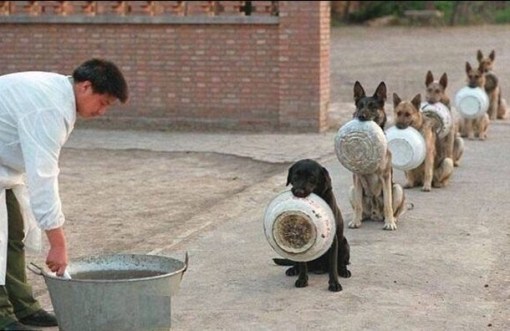 Top 10 Very Patient Dogs Waiting In Lines And Queues