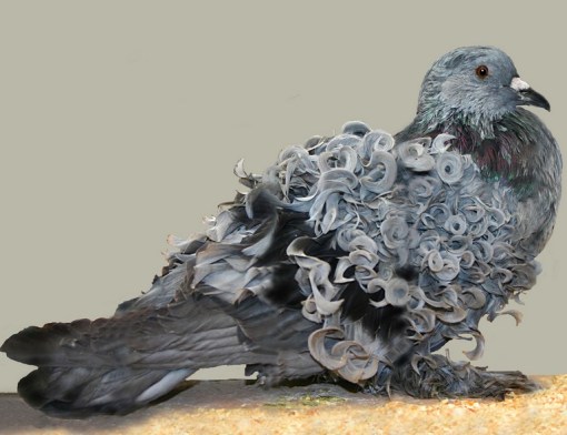 Top 10 Rare and Unusual Pigeons