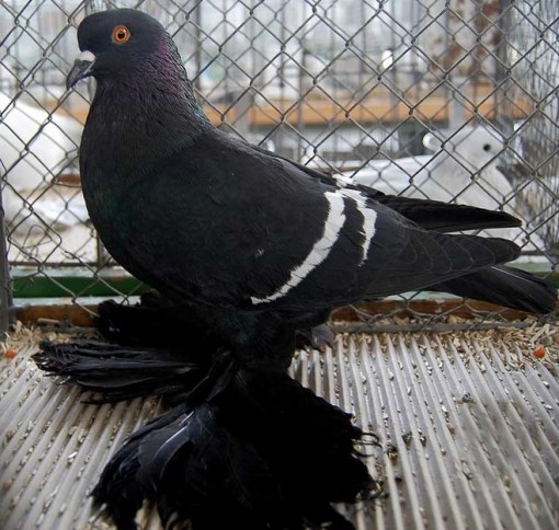 Top 10 Rare and Unusual Pigeons