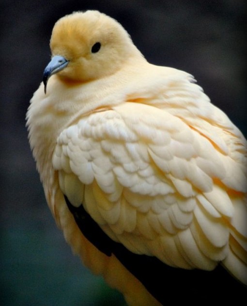 Top 10 Rare and Unusual Pigeons