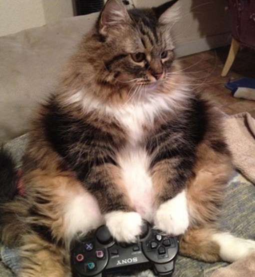 Top 10 Nerdy Sony PlayStation Cats